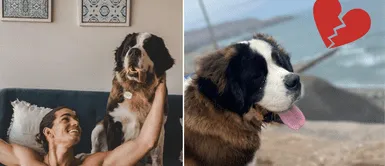 Giuseppe Benignini tenía un perro llamado Baloo. Giuseppe Benignini vende a su perro tras falta de dinero: "Fue y siempre será mi hijo"