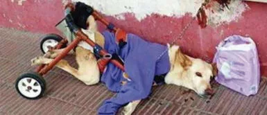 Perrita fue encontrada en pleno abandono en Estados Unidos Perrita inválida fue abandonada en la calle, pero la vida la terminó premiando