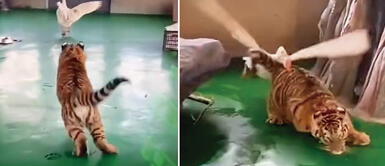 Ganso y Tigre de bengala se agarraron a golpes en el zoológico Ganso fue atacado por tigre de bengala, pero terminó ganando la pelea con espectacular técnica