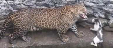 Leopardo y gatito cayeron a un pozo, pero luego fueron rescatados por las autoridades Gatito se salvó de morir, tras caer a un pozo junto a un peligroso leopardo