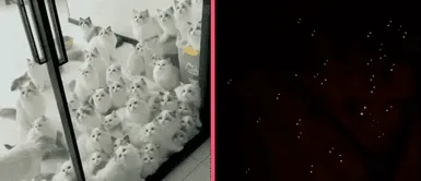 Colonia de gatos causan terror con el brillo de sus ojos tras apagar las luces Colonia de gatos causan terror con el brillo de sus ojos tras apagar las luces