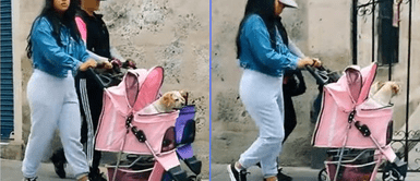 Los perritos lucían tranquilos en sus coches. Mujeres pasean a sus perros en coches y sorprenden en redes: "Se merecen eso y más"