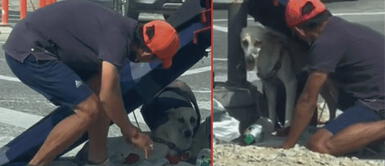 Hombre se ganó la admiración de miles de cibernautas por preocuparse por su perrito Hombre construyó humilde techo a su perrito para protegerlo del sol