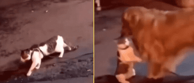 El golden retriever detuvo a su amigo minino. Gato iba a pelear con un michi en la calle, pero su mejor amigo vino y se lo llevó de los pelos