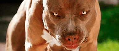 Un perro pitbull atacó a recién nacido hasta matarlo mientras madre del bebé estaba en el baño Pitbull mata a recién nacido mientras madre del bebé estaba en el baño