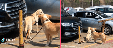Bañista deja amarrado a sus perros en pleno sol mientras se va a disfrutar de la playa Bañista deja amarrado a sus perros en pleno sol mientras se va a disfrutar de la playa: "Sin corazón"