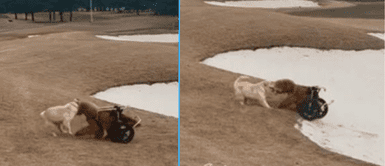 Los perritos están en las buenas y en las malas. Perrito se apiada de su amigo en silla de ruedas y lo ayuda a salir de un hueco