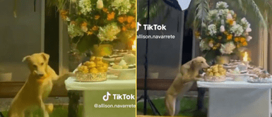 El perrito sorprendió con su reacció en el evento social. Perrito aparece en plena fiesta para llevarse la comida mientras todos bailaban