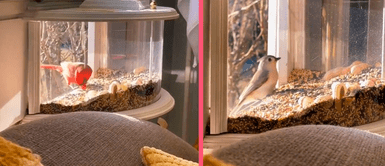 Familia crea solución para dar de comer a las aves sin tener interacción con ellos Familia crea solución para dar de comer a las aves sin tener interacción con ellos