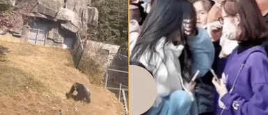 El primate no toleró el maltrato animal de una turista en China. Joven turista atacó a un chimpancé con una botella y este se vengó de la peor manera
