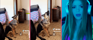 Perrito despechado se vuelve viral al cantar tema de Shakira Perrito despechado se vuelve viral al cantar tema de Shakira: "¿Quién te rompió así el corazón Toby?"