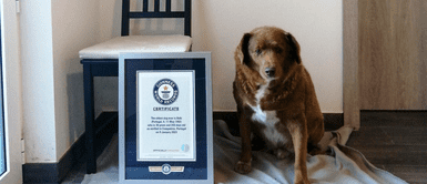 El perrito recibió un reconocimiento por Récord Guiness. Bobi: Conoce al perro más viejo del mundo, tiene 30 años y vive en Portugal