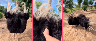 Avestruz queda enamorado de un humano y lo intenta seducir con sensuales pasos de baile Avestruz se enamora de un humano y lo seduce con sensuales pasos de baile