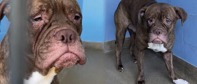 Perrito 'Guapo' fue abandonado por un irresponsable. Felizmente, fue adoptado por una familia 'pet friendly'. Perrito no aguantó abandono de sus dueños y su rostro reflejó profunda depresión