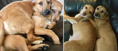 Perrito 'Rogue' encontró al amor de su vida en un paseo por el parque Perrito encontró al amor de su vida en un paseo por el parque y los dueños la adoptaron