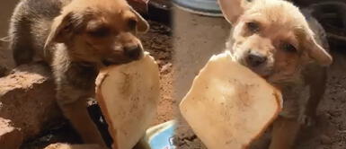 Perrito recibió a sus rescatistas moviendo la colita Perrito abandonado y en mal estado de salud recibió a sus rescatistas con una tajada de pan