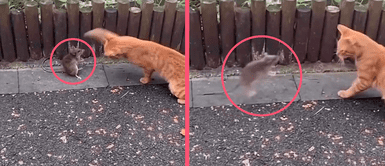 Gato se enfrasca en una espectacular pelea con un ratón y video se vuelve viral en redes sociales Gato se enfrasca en una espectacular pelea con un ratón y video se vuelve viral en redes sociales
