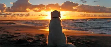 Las mascotas siempre van a querer verte feliz. ¿Tienes una mascota en el cielo?: conoce las 7 cosas que tu 'angelito' quisiera que supieras