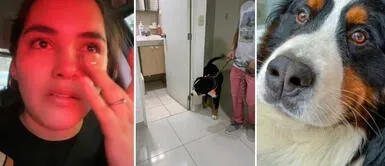 Mujer peruana llora porque le hacen un mal corte a su mascota: Le dije que no lo rape, parece Don Ramón Mujer peruana llora porque le hacen un mal corte a su mascota: "Le dije que no lo rape, parece Don Ramón"