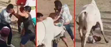 Hombres fueron separados por un toro tras protagonizar pleito Toro embiste a dos hombres que se agarran a puñetazos: "Por favor, muchachos, no se peleen"