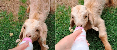 Cabra toma leche en su biberóny enternece a todos en las redes sociales Cabra toma leche en su biberóny enternece a todos en las redes sociales