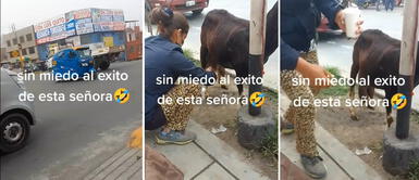 Mujer lleva a cabra para vender leche fresca en paradero y causa polémica en redes: La cabra está muy delgada Mujer causa polémica al llevar a cabra a paradero limeño para vender leche recién ordeñada: "El animal está delgado"