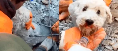 Perro es rescatado entre los escrombros en Turquía y devuelve la esperanza a la humanidad Perro es rescatado entre los escrombros en Turquía y devuelve la esperanza a la humanidad: "Toda vida cuenta"