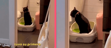 Gato termina inmóvil tras consumir catnip y se vuelve viral en redes sociales Gato termina inmóvil tras consumir catnip y se vuelve viral en redes sociales