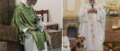 Joao Paulo Araujo Gomes es un sacerdote de Brasil, que refugia perros con el fin de darlo en adopción a familias responsables En el nombre de Dios: sacerdote promueve adopción de perros callejeros en sus misas