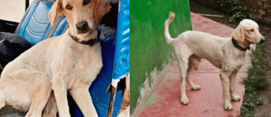 El perrito fue adoptado por los agentes policiales. Perrito adoptado por la PNP también falleció en el atentado narcoterrorista en el Vraem