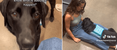 Perrito se acostó con la joven para evitar que se dañe. Perrito impresiona al ayudar a su mamá humana a evitar un episodio nervioso en un mall