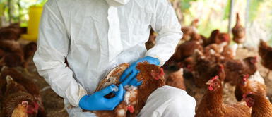 La influenza aviar afecta principalmente a las aves domésticas. Guatemala declara estado de emergencia por casos de gripe aviar