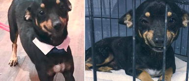 'Cheech' fue un perrito que fue adoptado gracias a su tierna sonrisa Conquistó el corazón de sus dueños: Perrito callejero encontró hogar gracias a su tierna sonrisa