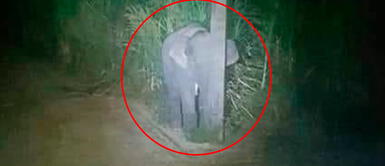 Elefante bebé se escondió detrás de un poste Elefante bebe intentó esconderse detrás de un poste de luz tras ser ampayado 'robando' comida