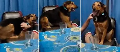 Perrita 'Pipa' se robó el cumpleaños de su dueño Se robó la fiesta: Perrita sacó de su sitio al cumpleañero y ladró para que le canten