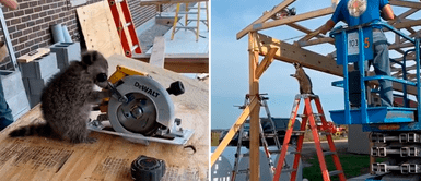 TikTok Viral: Mapache sorprende como ayudante de trabajadores de construcción TikTok Viral: Mapache sorprende como ayudante de trabajadores de construcción