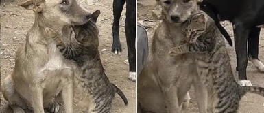 Perrito y gatito fueron rescatados en terremoto de Siria Gatito abraza con todo su corazón a perro luego de ser rescatado de los escombros en Siria