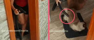 Gato se vuelve viral en redes sociales tras dejar que su mamá humana le pase la aspiradora Gato se vuelve viral en redes sociales tras dejar que su mamá humana le pase la aspiradora