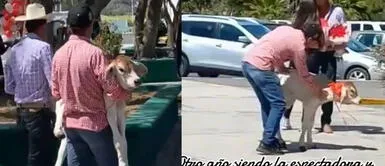 El joven se volvió viral por un romántico detalle. Joven le regala un becerro a una chica al declararle su amor: "¡El último romántico!"