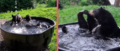 Oso causa ternura en redes sociales tras jugar mientras toma un baño Oso causa ternura en redes sociales tras jugar mientras toma un baño