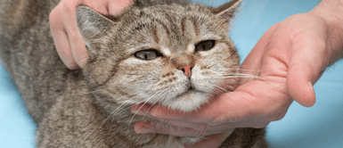 Los gatos son vistos como alimentos en este país. Hallan 2.000 gatos muertos destinados a la medicina tradicional en Vietnam