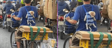 Perrito fue captado durmiendo en la espalda de su amo. Joven lleva a su perrito cargado en la espalda como un bebé y cautiva a miles en las redes