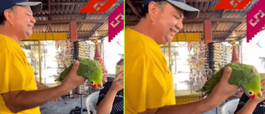 Lorito se indignó con la broma de su amo. Hombre molesta a su lorito y este hace lo impensado: "Estás bien feo"