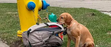 Perrita fue abandonada en un parque por padecer diabetes canina Una triste historia: Perrita entró en depresión tras ser abandonada en la calle con sus juguetes