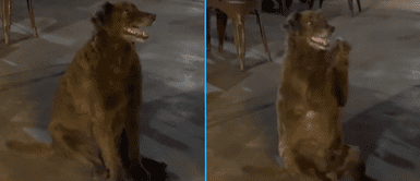 El perrito busca llenar su pancita de manera peculiar. Perrito enternece al pedir comida con sus patitas en cada mesa: "Para ganarse la vida"
