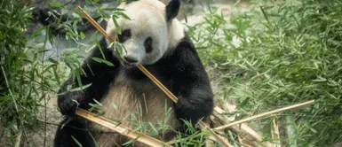 Los japoneses quedaron afectados con la noticia. Japón se despide de cuatro osos panda que regresarán a China y conmueve en redes sociales