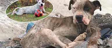 Perrito Coco fue rescatado a tiempo Es un héroe de cuatro patas: Al perrito 'Coco' lo encontraron desnutrido en la basura, pero fue restacado a tiempo