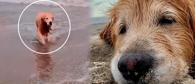 Perrito golden retriever murió en playa de Bujama Perrito falleció tras una intoxicación en la playa Bujama: "Empezó la hemorragia y no paró hasta acabar con su vida"