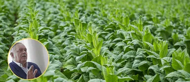 Conoce los beneficios de este superalimento. Estos son todos los beneficios de la alfalfa y sus propiedades nutricionales