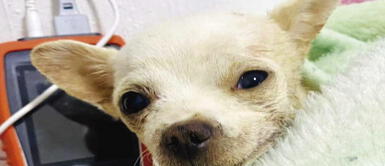 Perrito falleció luego de luchar 5 semanas por su vida Perrito defendió su casa y falleció tras ser atacado por ladrones: Luchó 5 semanas por su vida